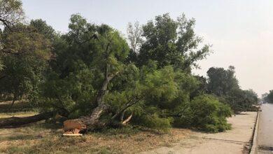 Rawat: Islamabad Turning into a Concrete Jungle as Thousands of Trees Are Felled