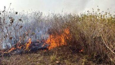 Kallar Syedan: Massive Fire Erupts in Forest Area Near Bhallakhar, Hundreds of Kanals Affected