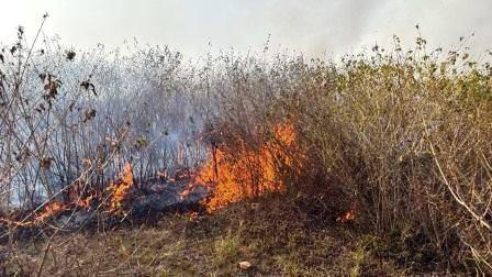 Kallar Syedan: Massive Fire Erupts in Forest Area Near Bhallakhar, Hundreds of Kanals Affected
