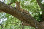 Rawat: Leopard Spotted Perched on Banyan Tree in Bagga Sheikhan