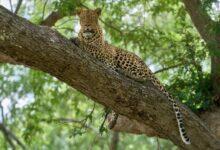 Rawat: Leopard Spotted Perched on Banyan Tree in Bagga Sheikhan