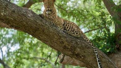 Rawat: Leopard Spotted Perched on Banyan Tree in Bagga Sheikhan