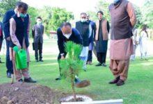 Kahuta: Pak-China Friendship Tree Plantation Drive Launched, 5,000 Trees Planned