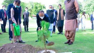 Kahuta: Pak-China Friendship Tree Plantation Drive Launched, 5,000 Trees Planned