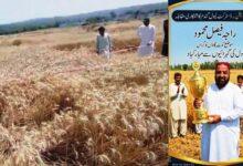 Kahuta Farmer Wins First Position Again in Wheat Production Competition
