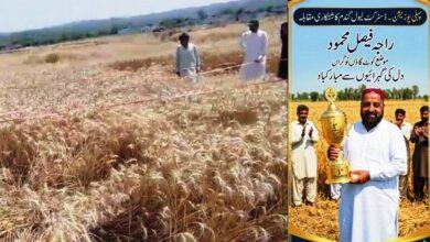 Kahuta Farmer Wins First Position Again in Wheat Production Competition