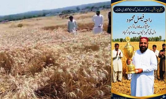 Kahuta Farmer Wins First Position Again in Wheat Production Competition