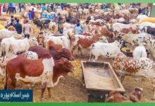 Gujar Khan: Historic Islampura Jabbar Cattle Market Closed by Para Force, Public Protests Erupt