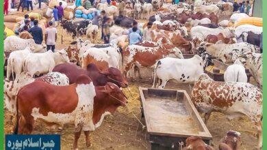 Gujar Khan: Historic Islampura Jabbar Cattle Market Closed by Para Force, Public Protests Erupt Gujar Khan: Historic Islampura Jabbar Cattle Market Closed by Para Force, Public Protests Erupt