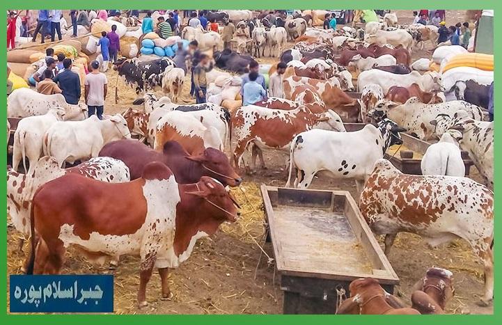 Gujar Khan: Historic Islampura Jabbar Cattle Market Closed by Para Force, Public Protests Erupt