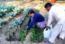 Gujar Khan: Punjab Government Directs Schools and Nambardars to Cultivate Vegetables