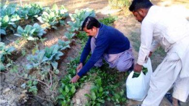 Gujar Khan: Punjab Government Directs Schools and Nambardars to Cultivate Vegetables