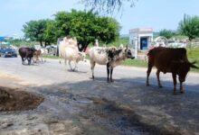 Kallar Syedan; Stray Cattle Turn Roads into Hazard Zones