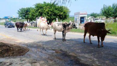 Kallar Syedan; Stray Cattle Turn Roads into Hazard Zones