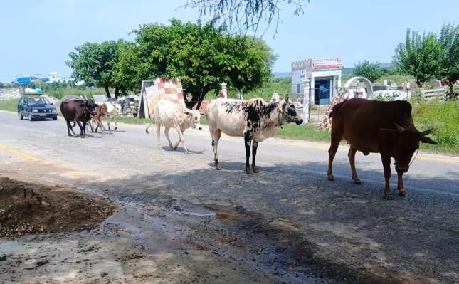Kallar Syedan; Stray Cattle Turn Roads into Hazard Zones Kallar Syedan; Stray Cattle Turn Roads into Hazard Zones