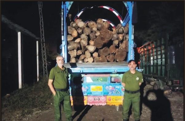 Kahuta Forest Department Seizes Truck Loaded with Sheesham Wood