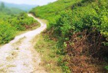 Kahuta; Dangerous Weed Spreading Rapidly in Forests, Threatening Trees and Vegetation