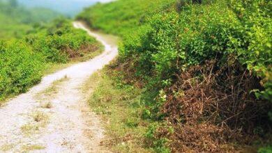 Kahuta; Dangerous Weed Spreading Rapidly in Forests, Threatening Trees and Vegetation