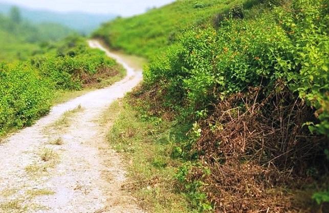Kahuta; Dangerous Weed Spreading Rapidly in Forests, Threatening Trees and Vegetation Kahuta; Dangerous Weed Spreading Rapidly in Forests, Threatening Trees and Vegetation